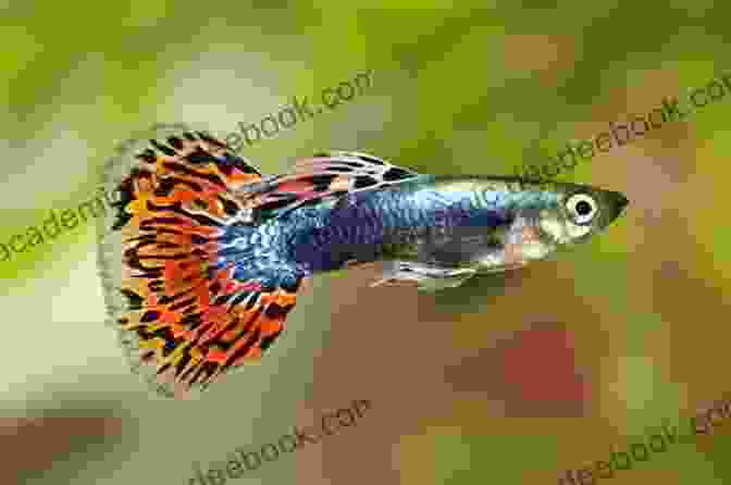 A Photo Of A Guppy Fish. Livebearers: Understanding Guppies Mollies Swordtails And Others (Fish Keeping Made Easy)