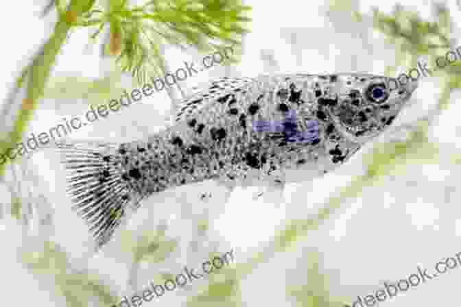 A Photo Of A Molly Fish. Livebearers: Understanding Guppies Mollies Swordtails And Others (Fish Keeping Made Easy)