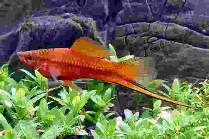 A Photo Of A Swordtail Fish. Livebearers: Understanding Guppies Mollies Swordtails And Others (Fish Keeping Made Easy)