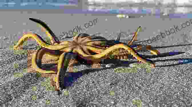 A Sea Star With Five Arms Crawling On The Sand. Under The Sea Adventure: Kid S Picture Of Sea Animals And Marine Life Rhymes And Pictures (marine Life And Sea Animals Kids 3)