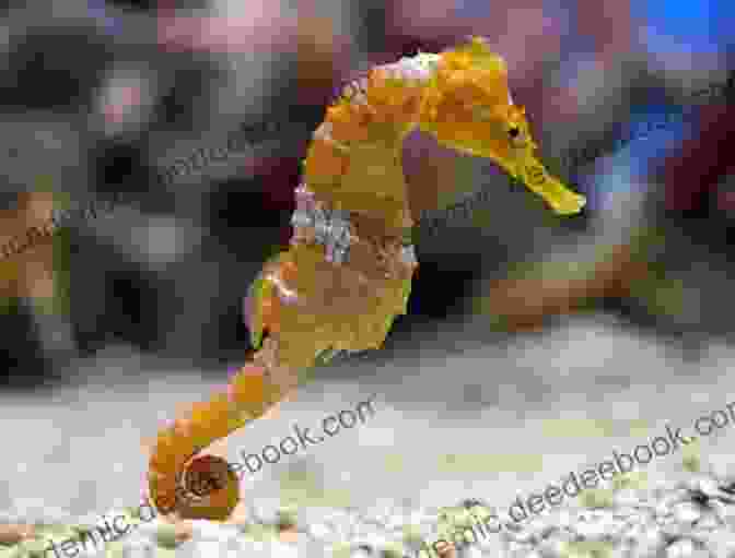 A Seahorse With A Head Like A Horse And A Body Like A Fish Swimming Upright. Under The Sea Adventure: Kid S Picture Of Sea Animals And Marine Life Rhymes And Pictures (marine Life And Sea Animals Kids 3)