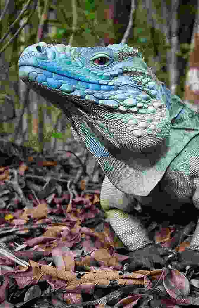 Grand Cayman Blue Iguana Hatchlings In A Breeding Program GRAND CAYMAN BLUE IGUANA: The Ultimate Guide For Keeping And Caring For A Healthy Grand Cayman Blue Iguana