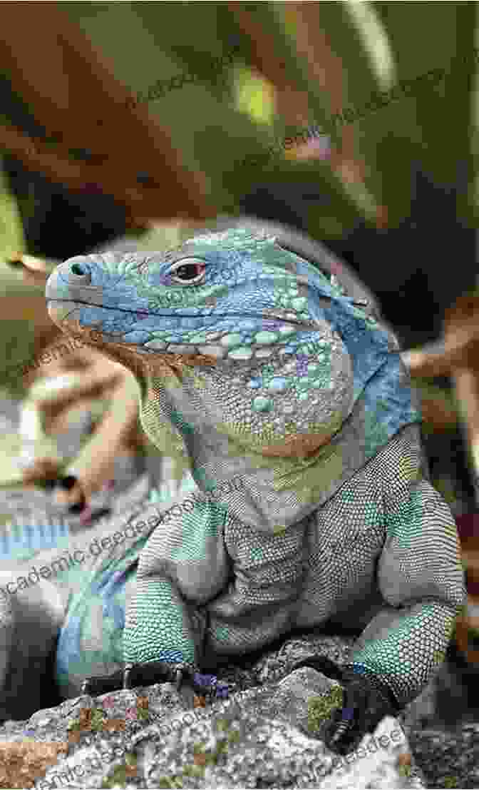 Grand Cayman Blue Iguana Sunbathing On A Rock GRAND CAYMAN BLUE IGUANA: The Ultimate Guide For Keeping And Caring For A Healthy Grand Cayman Blue Iguana