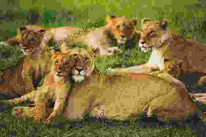 Guided Hiking Group Observing A Pride Of Lions Kruger Trail Tales Hiking In The Kruger National Park