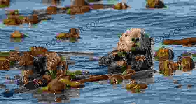 Sea Otters Playing In Kelp Forest Pacific Coast Inshore Fishes Steven Bereznai