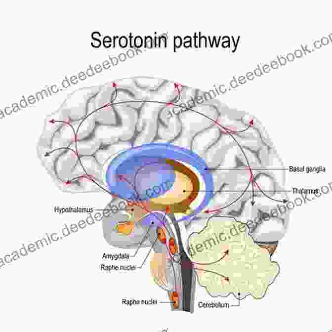 Serotonin In The Brain's Pathway Poetic Serotonin: Life Is Purely A Ramble