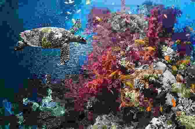 Underwater Ecosystem With Diverse Marine Life Pacific Coast Inshore Fishes Steven Bereznai